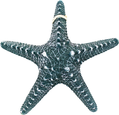 Seestern, Resin